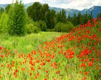Poppies!