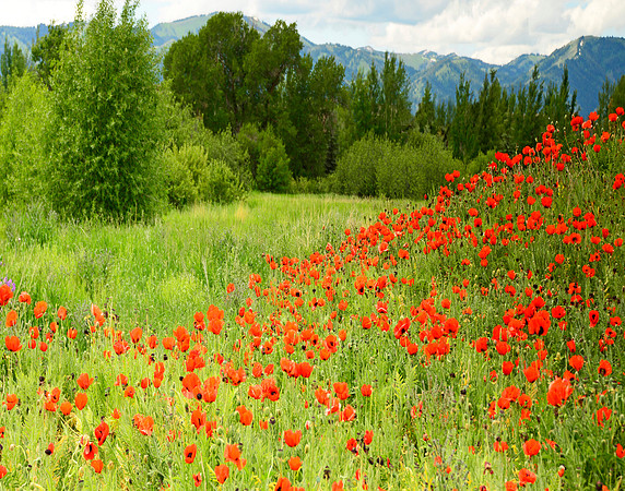 Poppies!