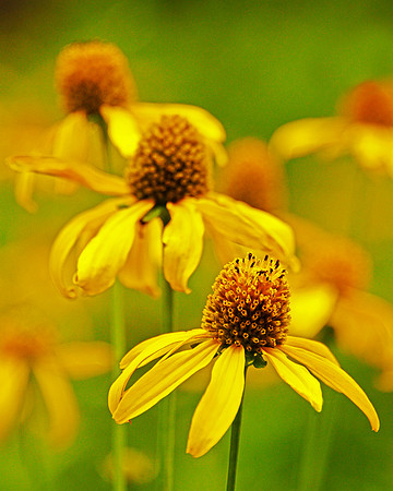Yellow Coneflowers
