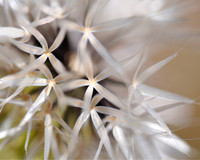 Microceris Macro