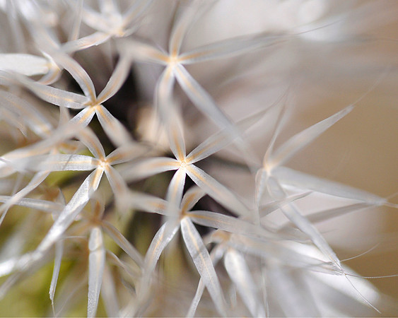 Microceris Macro