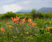 Prairie Paintbrush