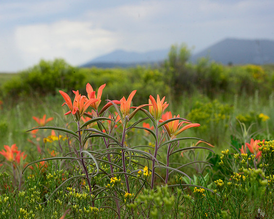 Prairie Paintbrush
